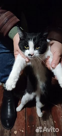 Кошка в добрые руки