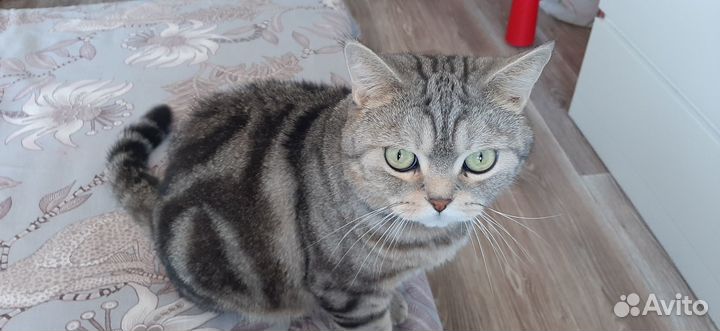 Кот Сильвестор