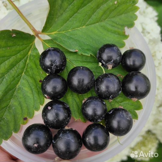 Смородина черная