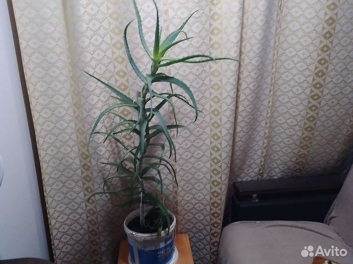 Алоэ столетник лечебный