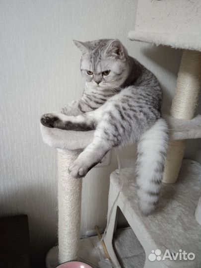 Шотландский кот вязка