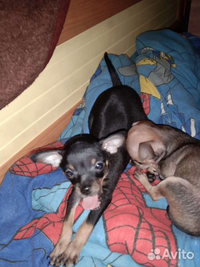 Мини той-терьер щенки