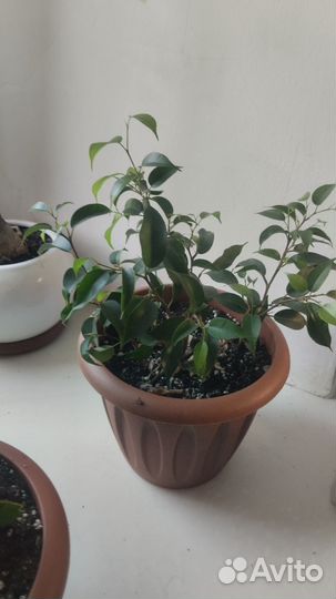 Фикус бенджамина