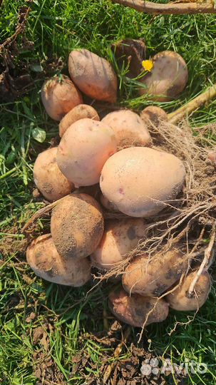 Продам картофель