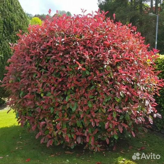 Вечнозеленые кустарники
