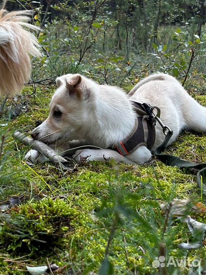 Отдам в добрые руки шенка