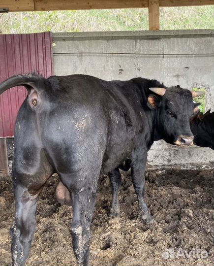 Бычки на мясо откорм