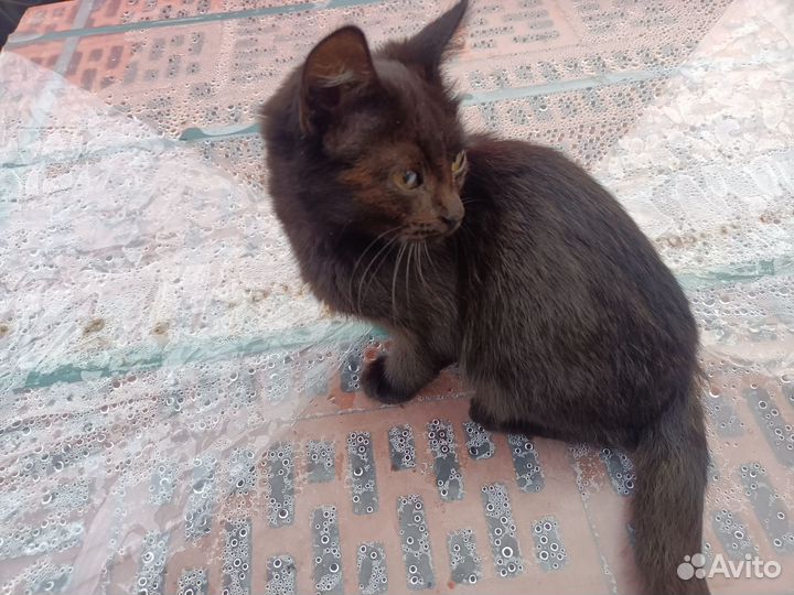 Котенок в добрые руки