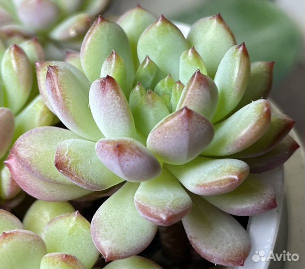 Суккуленты