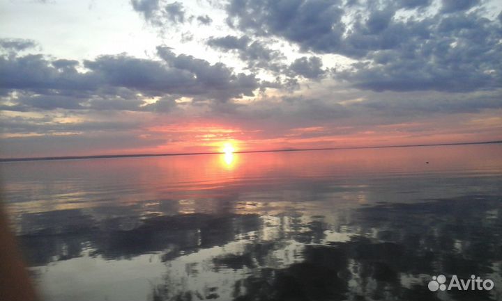 Яйцо куриное