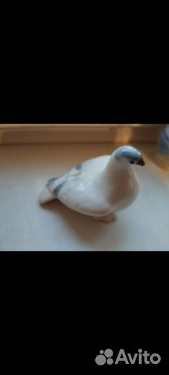 Голубь лфз