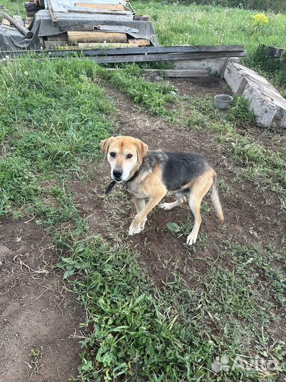 Щенки русской гончей