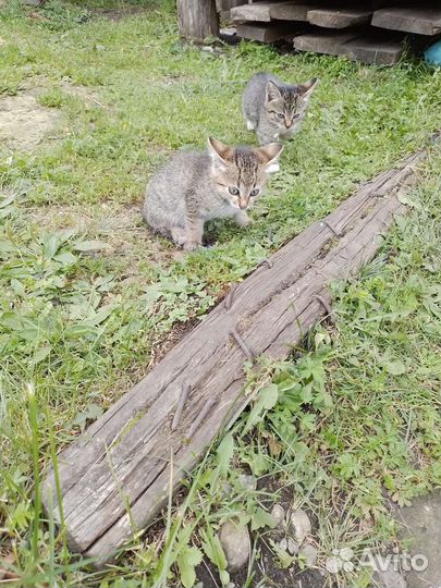 Котята отдам
