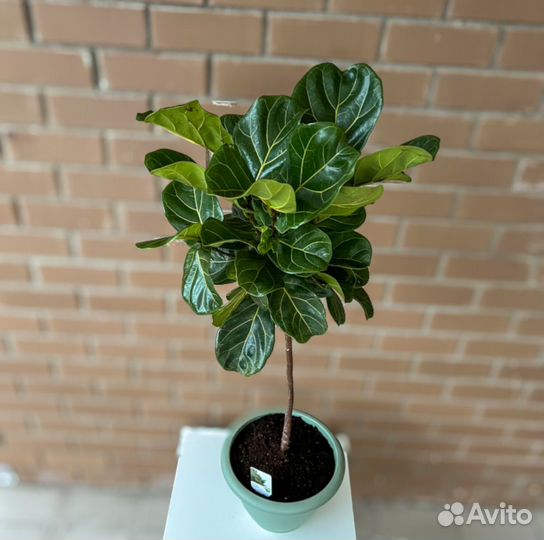 Фикус лирата на штамбе