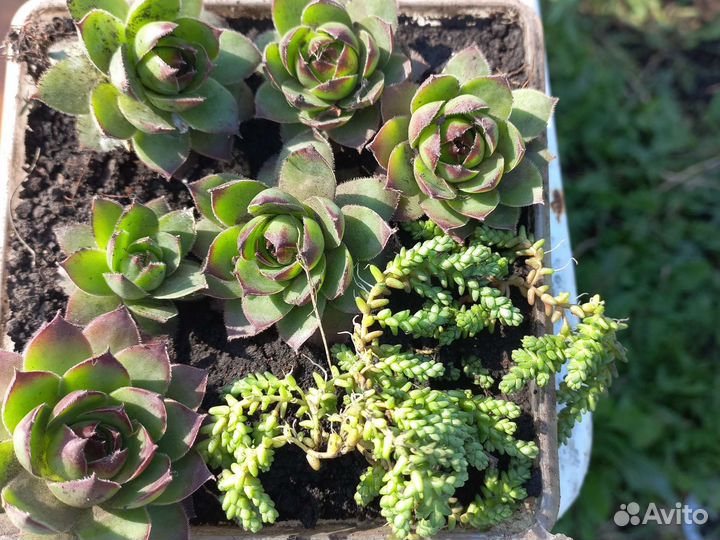 Очиток и каменная роза