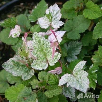 Малина вариегатная