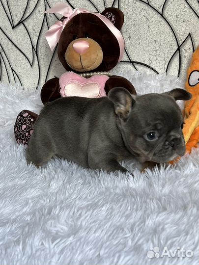 Французский бульдог