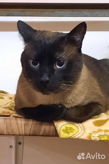 Красавчик Боцман