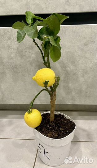 Лимонное дерево с плодами
