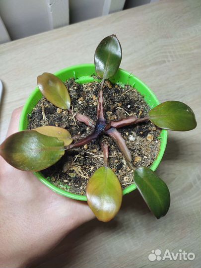 Филодендрон Блек Кардинал Вариегатный