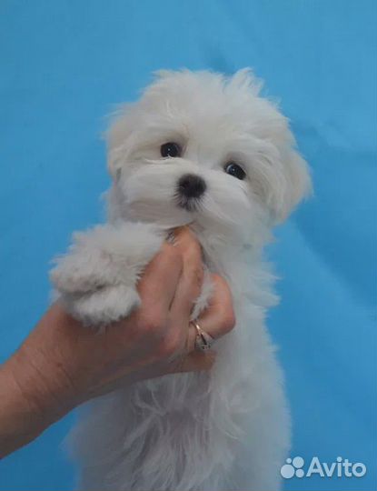 Мальтийская болонка мини