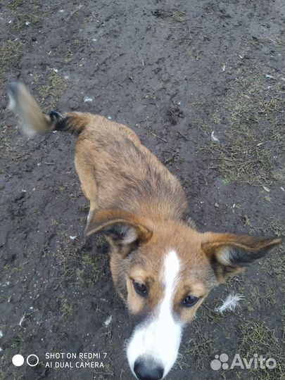 Маленькие собачки бесплатно в добрые руки