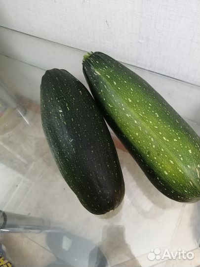 Кабачки домашние
