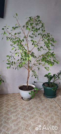 Фикус бенджамина
