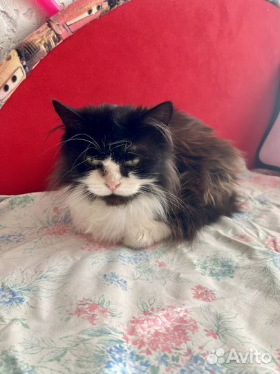 Кошка в дар