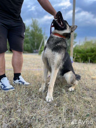 Помесь овчарки