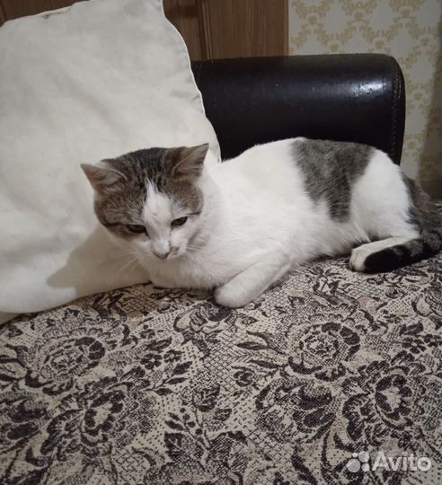 Кот в дар бесплатно