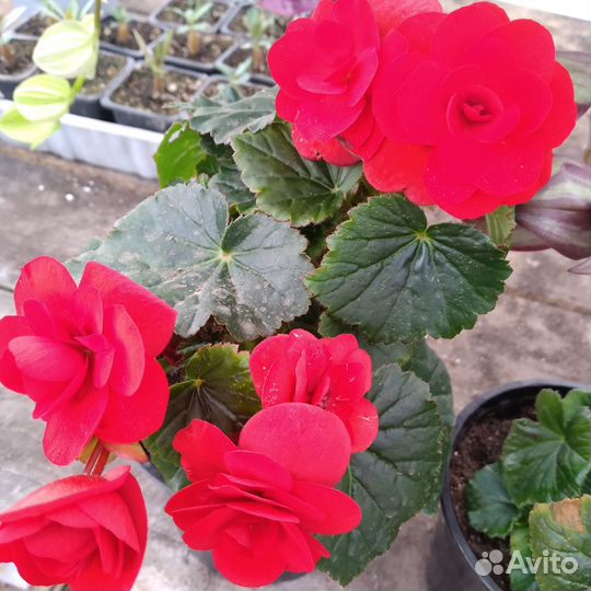 Бегония элатиор