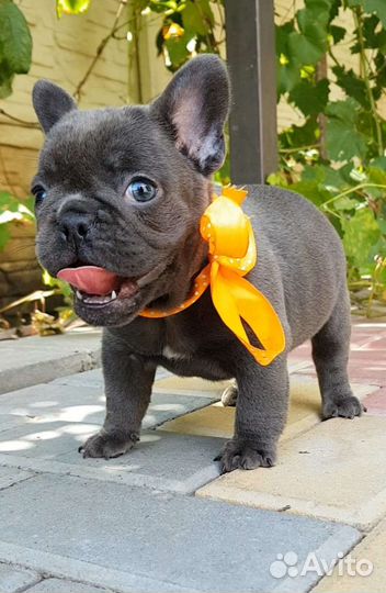 Французский бульдог щенки голубой