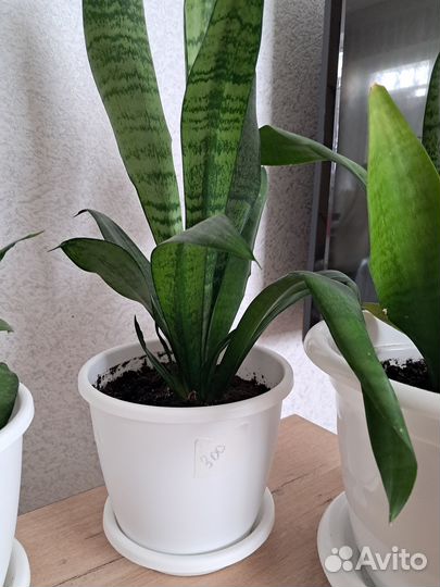 Сансевиерия