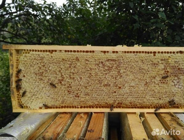 Мед 24 года натуральный опт