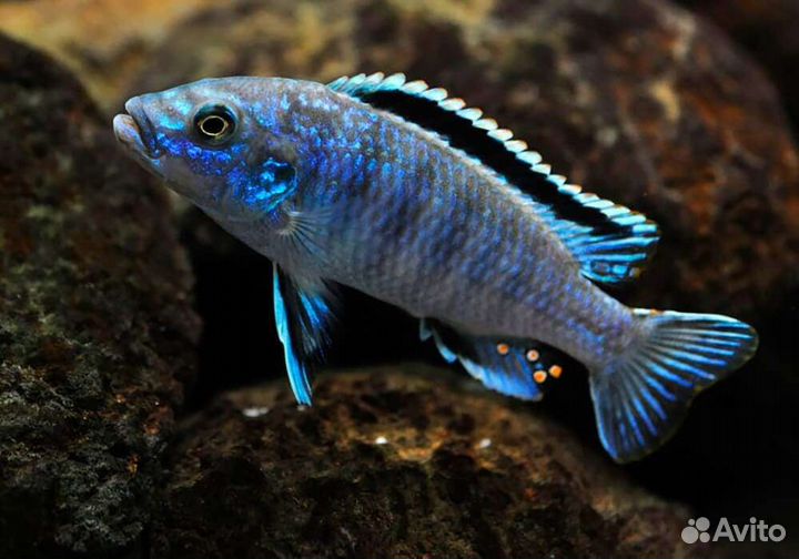 Продам цихлид