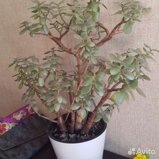 Крассула толстянка