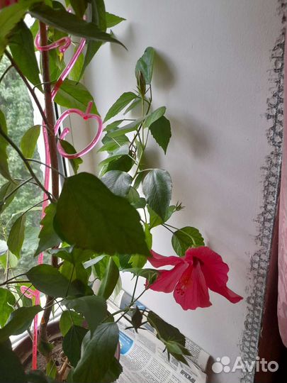 Китайская роза