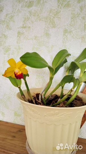 Орхидея каттлея