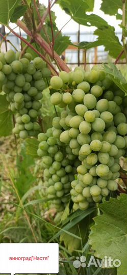 Саженцы винограда
