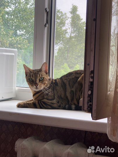 Бенгальская