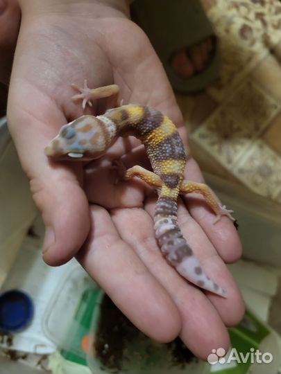 Ящерица эублефар пятнистый