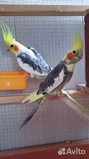 Попугай корелла мальчик и девочка