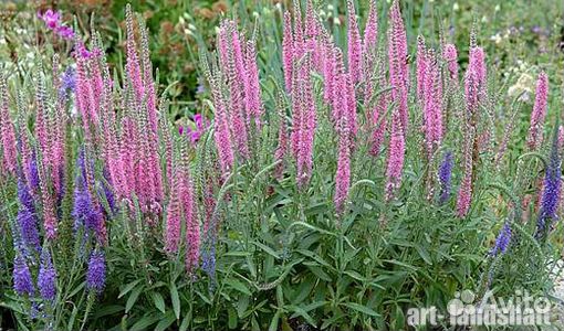 Саженцы многолетних растений