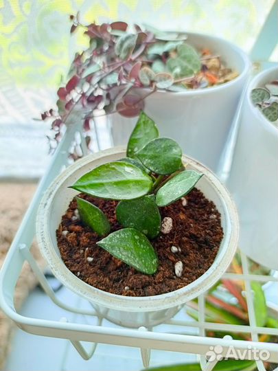 Хойя лакуноза