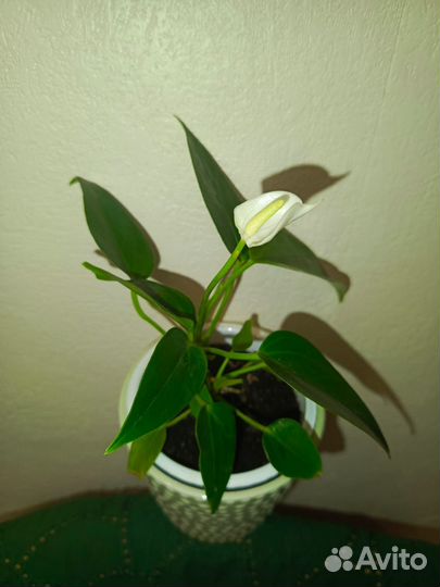 Белый антуриум. Миниатюрный сорт