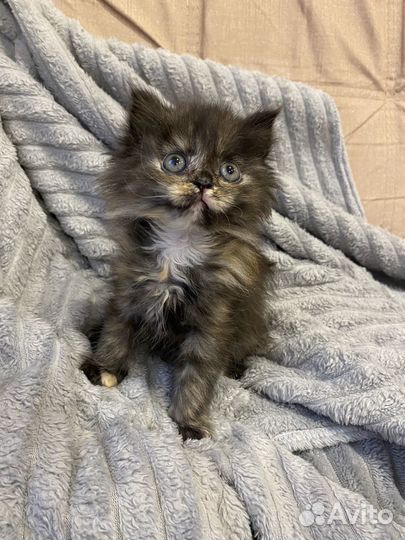 Котенок девочка