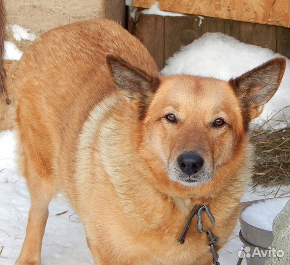 Отдам умнейшую собаку Линду