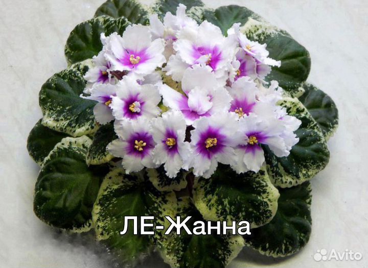 Фиалки набор 