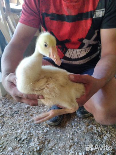 Гуси месячные